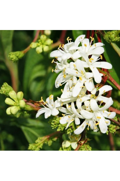 Heptacodium міконієвидний квіти